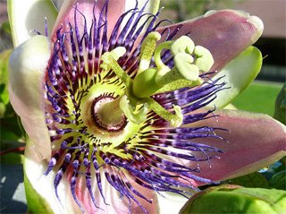 Passiflora