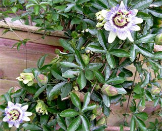 Passiflora caerulea