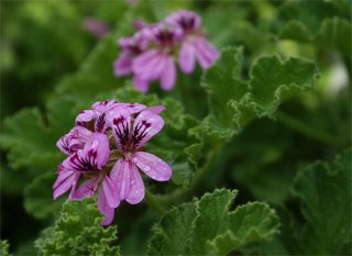 Pelargonium capitatum