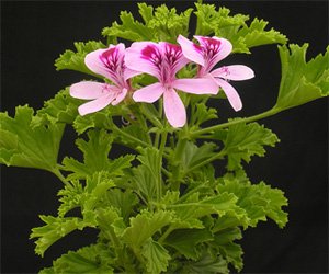 Pelargonium crispum