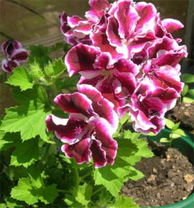 Pelargonium grandiflorum
