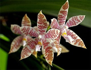 Phalaenopsis hieroglyphica