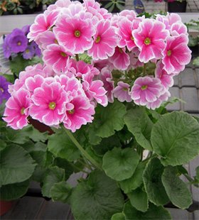 Primula obconica