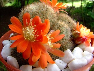 Rebutia kupperiana