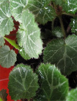Saxifraga stolonifera