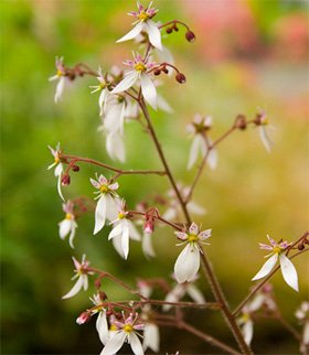 Saxifraga
