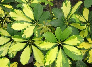 Schefflera