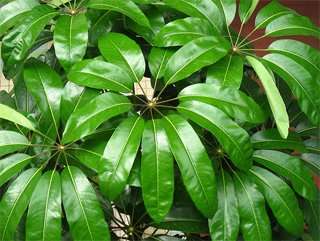 Schefflera actinophylla