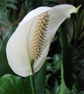 Spathiphyllum