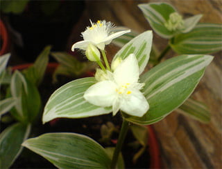 Tradescantia albiflora