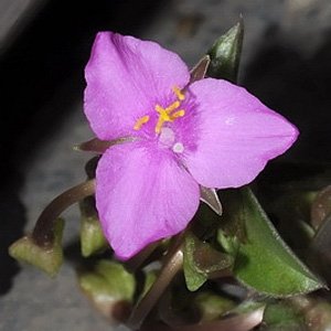 Tradescantia