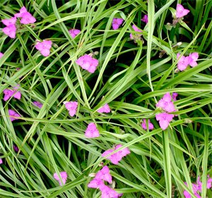 Tradescantia virginiana