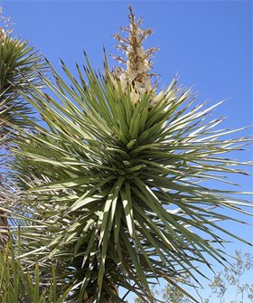 Yucca brevifolia