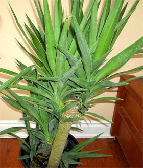 Yucca elephantipes
