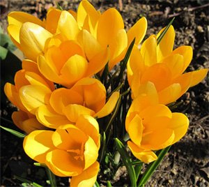 Crocuses