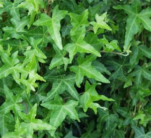 hedera helix sagittifolia