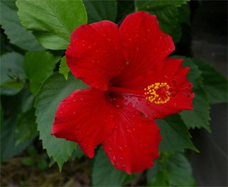 Hibiscus