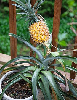 Pineapple