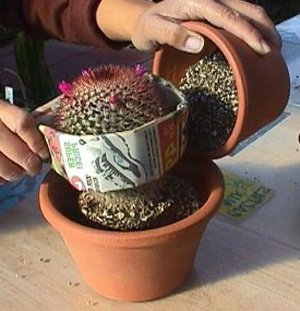 Пересадка кактуса