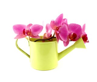 Удобрение орхидей Water_orchids1
