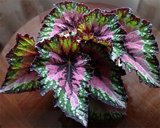 Begonia rex