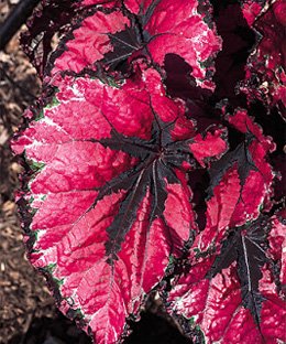 Begonia rex red