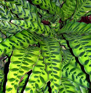 Calathea lancifolia