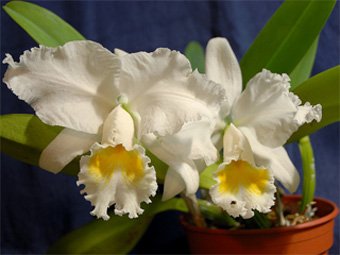 Cattleya