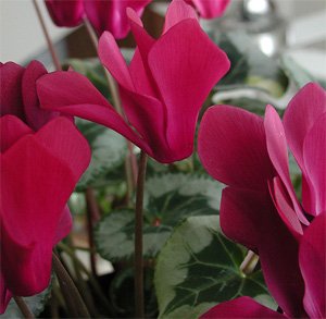 Cyclamen