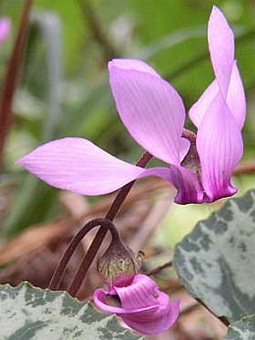 Cyclamen europaeum