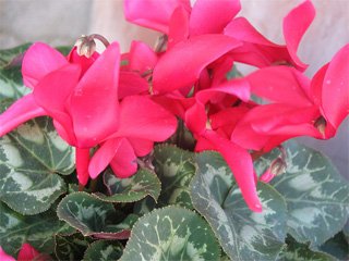 Cyclamen persicum