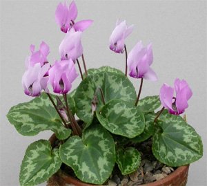 Cyclamen purpurascens