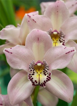 Cymbidium