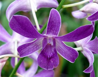 Dendrobium