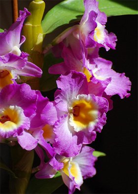 Dendrobium
