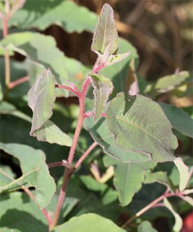 Eucalyptus citriodora