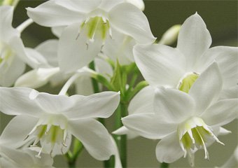 Eucharis
