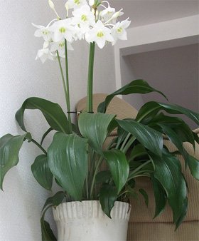 Eucharis grandiflora