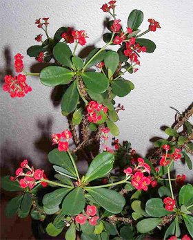 Euphorbia milii