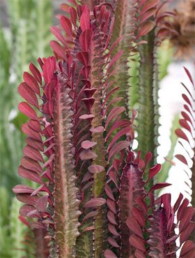 Euphorbia trigona