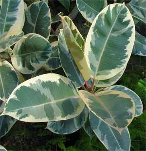 Ficus