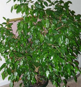 Ficus benjamina