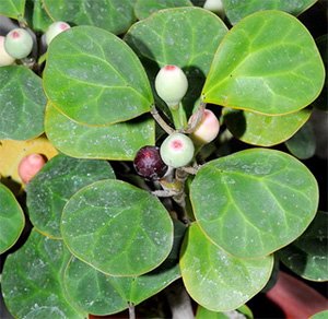 Ficus deltoidea