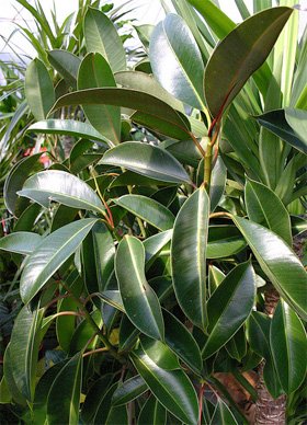 Ficus elastica