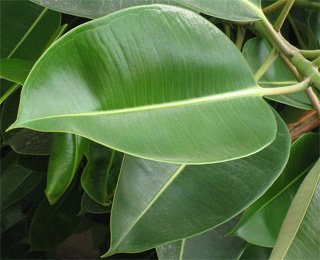 Ficus