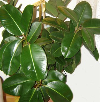 Ficus elastica robusta