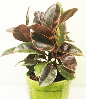 Ficus elastica