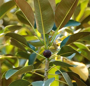 Ficus macrophylla