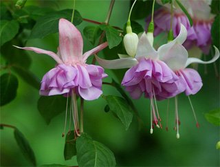 Fuchsia