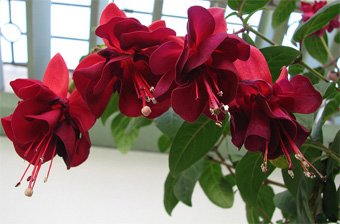 Fuchsia hybrida